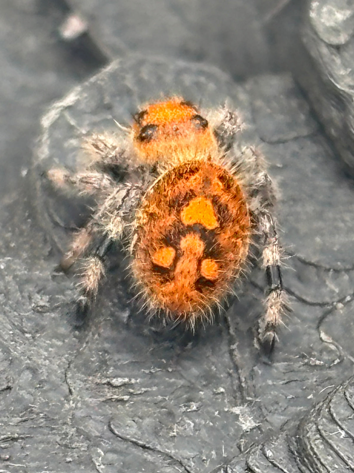 Phidippus Regius - JFR24