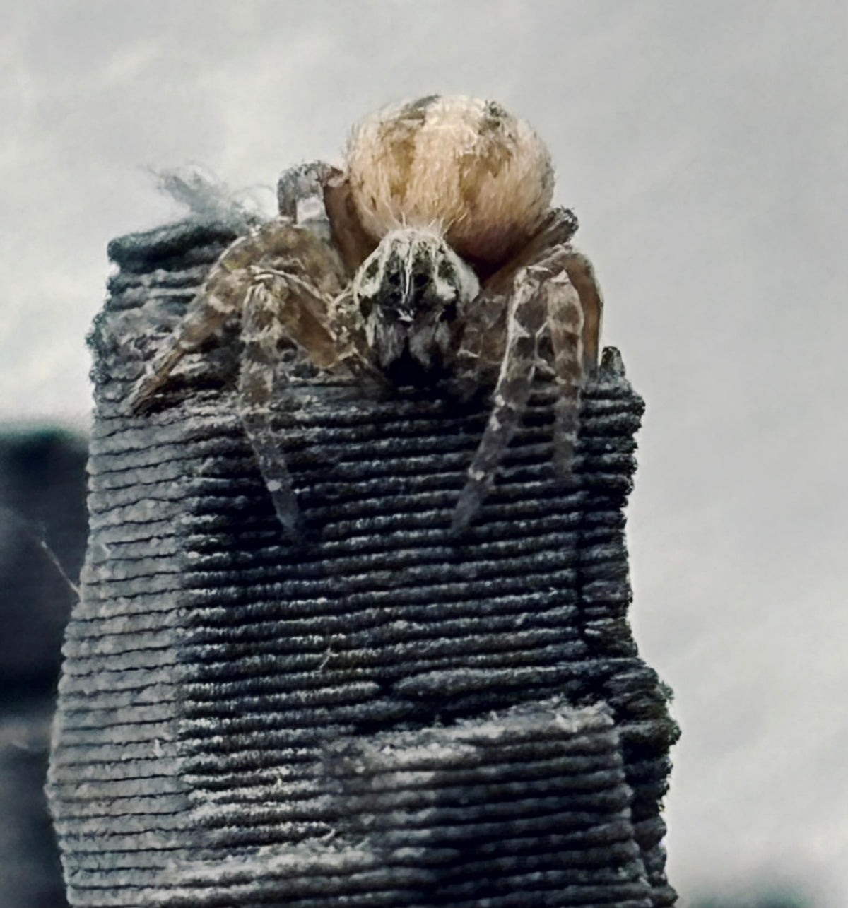 Stegodyphus lineatus | The Incredible Velvet Spider