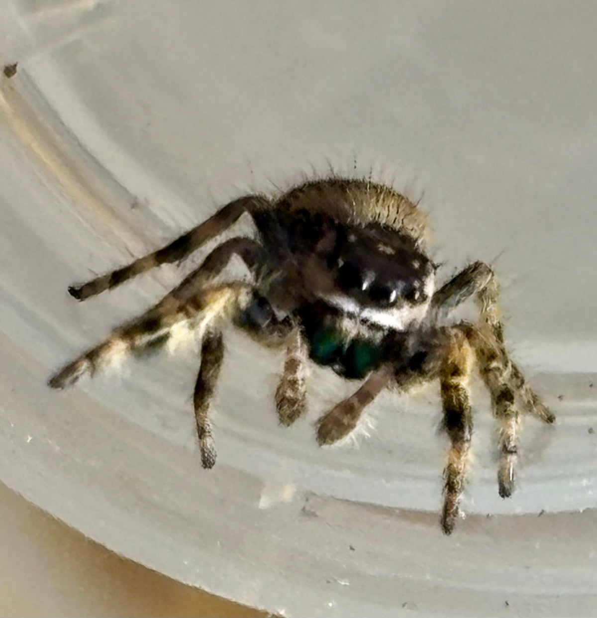 Phidippus Otiosus x Regius