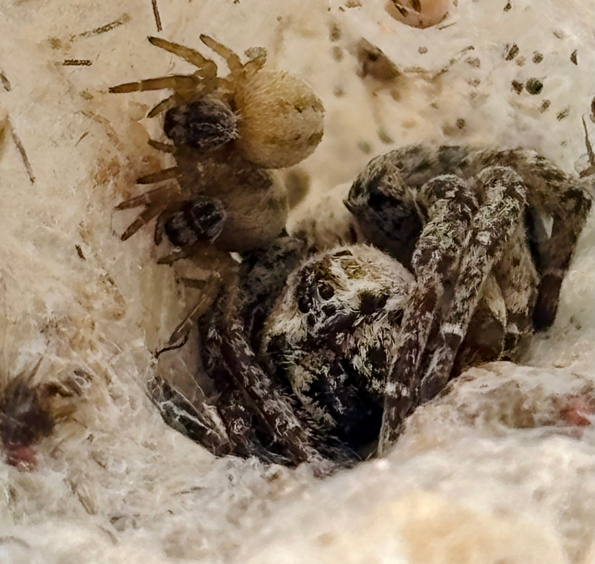 Stegodyphus lineatus | The Incredible Velvet Spider