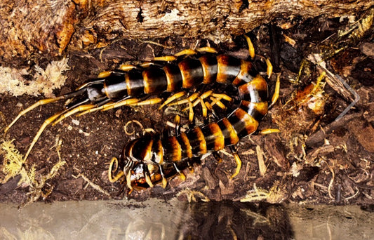 Scolopendra piceoflava