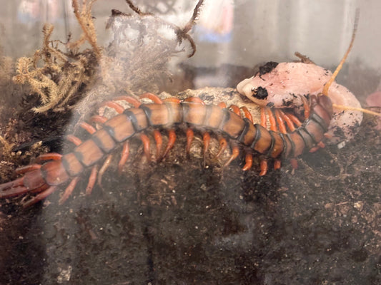 Scolopendra Dehaani
