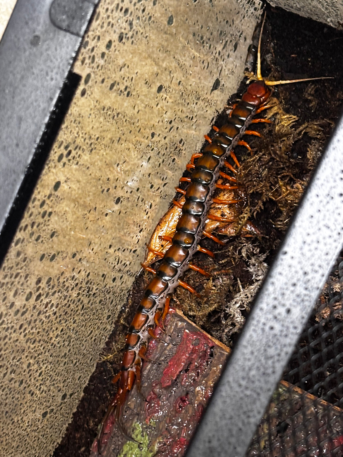 Scolopendra sp “White beard”