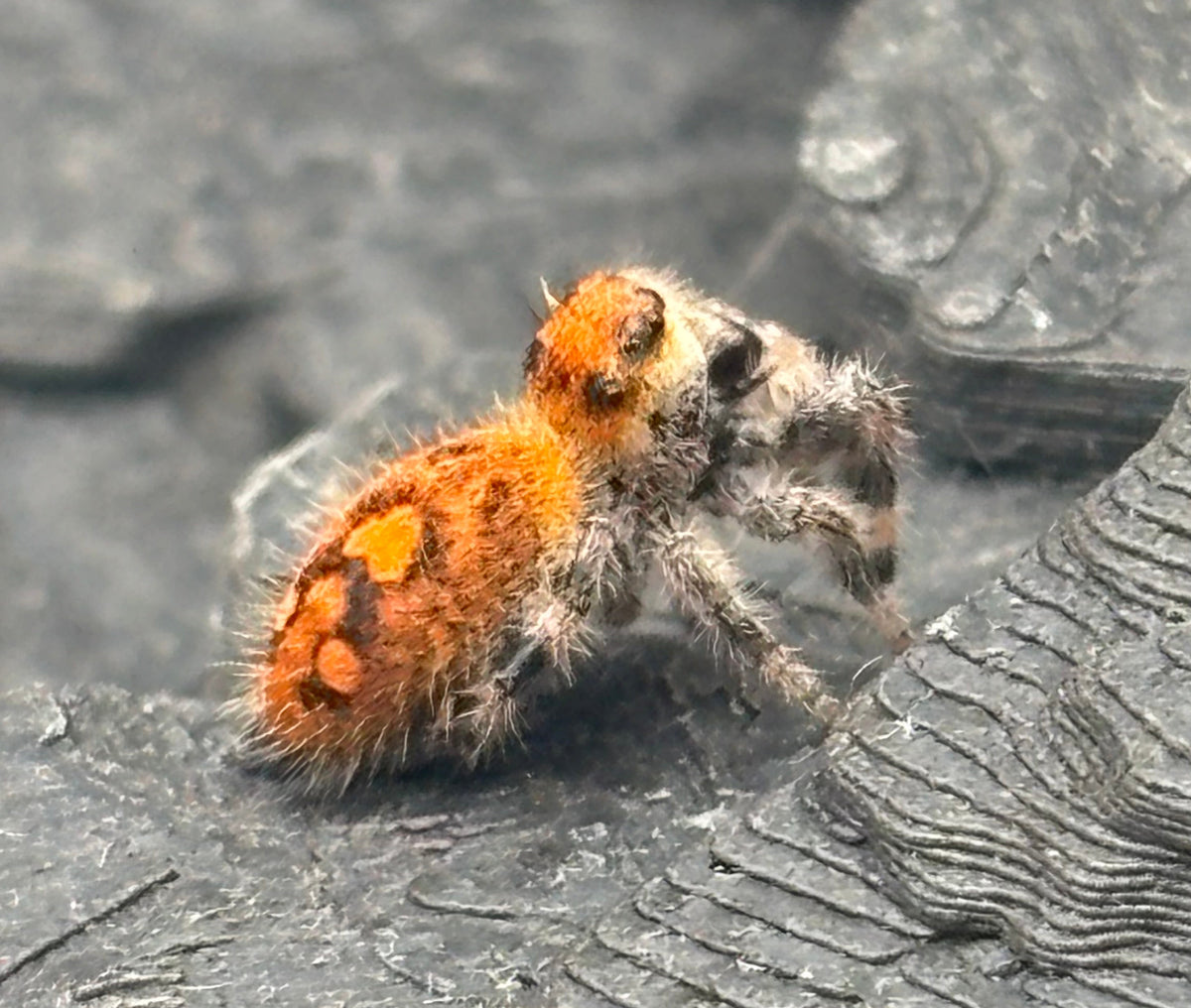 Phidippus Regius - JFR24