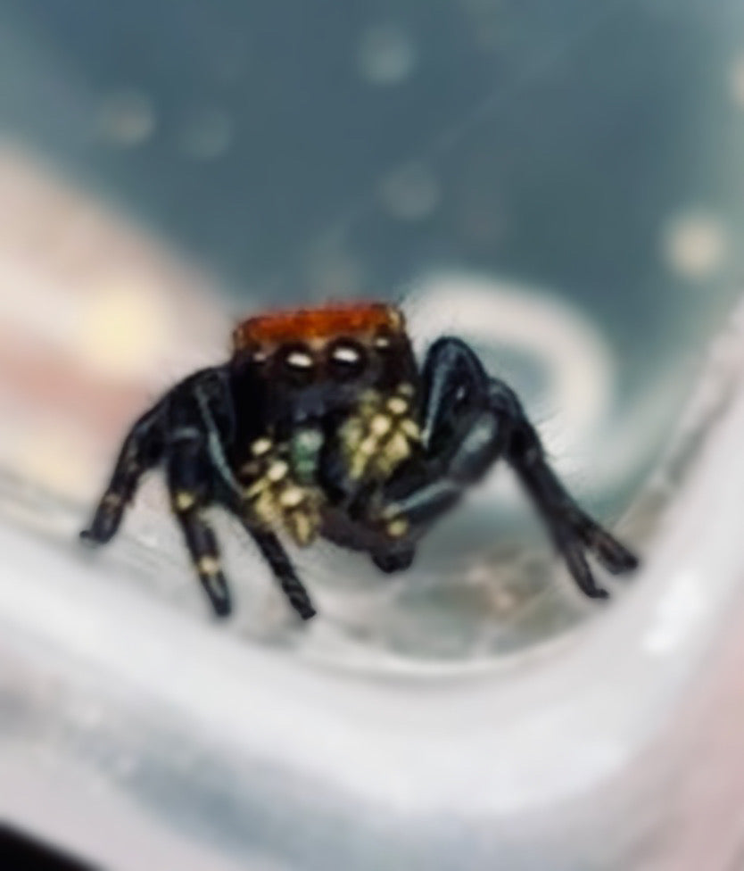 Phidippus Apacheanus