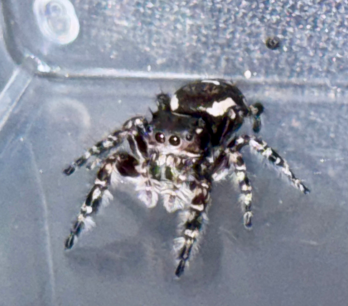 Phidippus Richmani