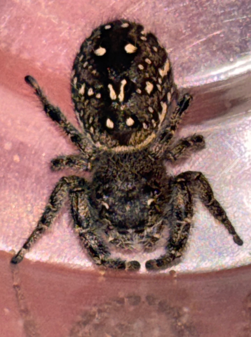 Phidippus Purpuratus Mature