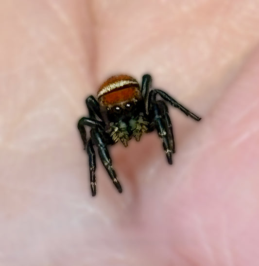 Phidippus Apacheanus