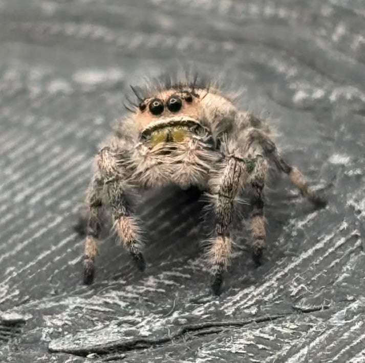 Phidippus Regius - JFR20