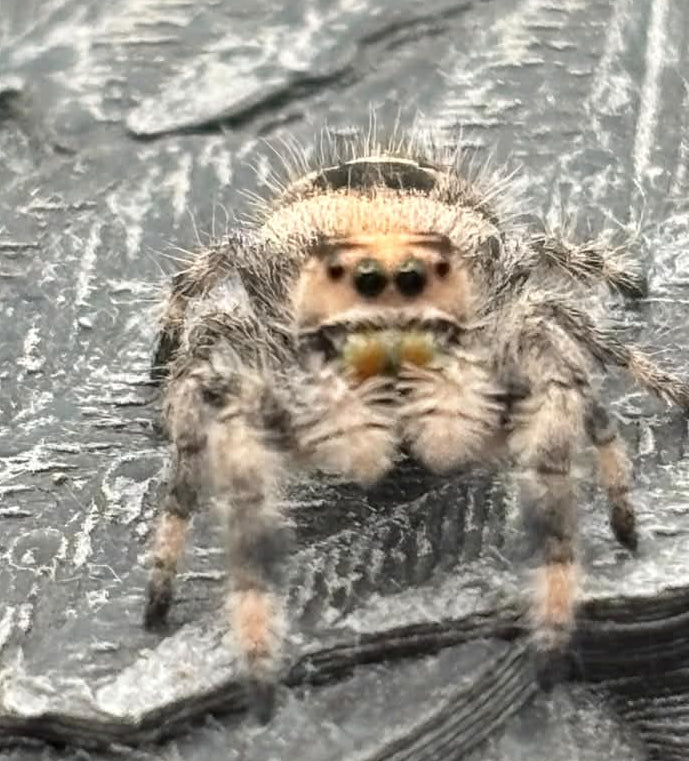 Phidippus Regius - JFR20