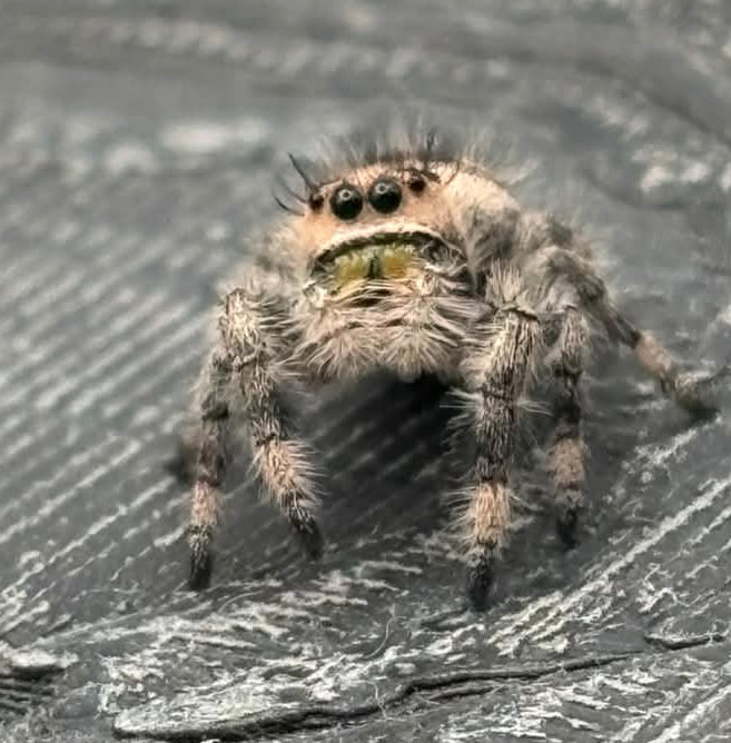 Phidippus Regius - JFR20