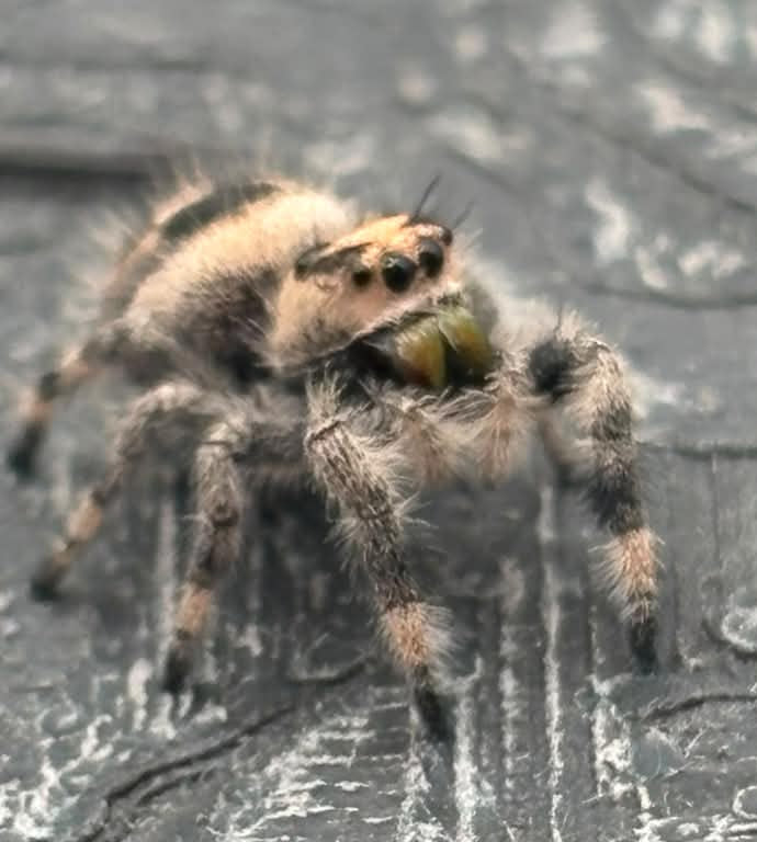 Phidippus Regius - JFR20
