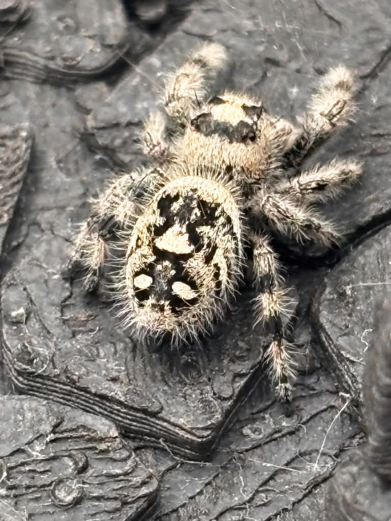 Phidippus Regius - JFR11