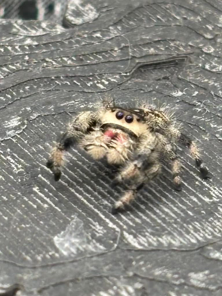 Phidippus Regius - JFR10