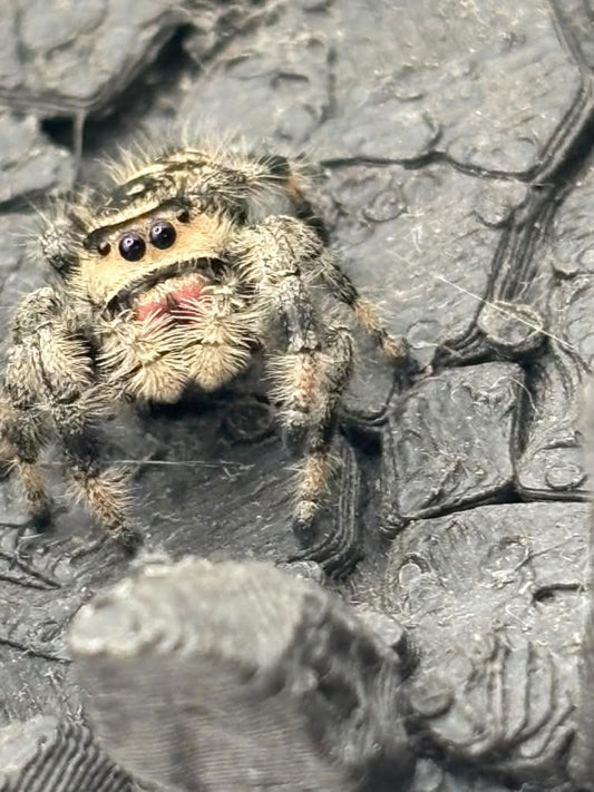 Phidippus Regius - JFR10