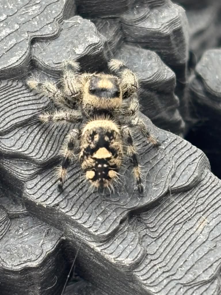 Phidippus Regius - JFR10