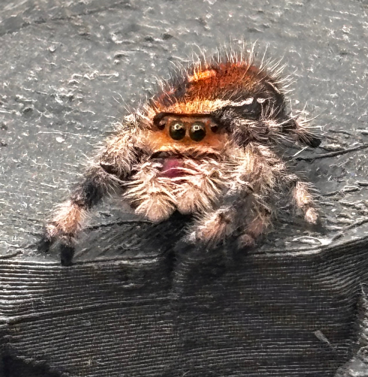 Available Jumping Spiders