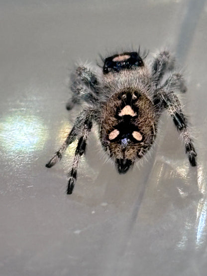 Phidippus Regius