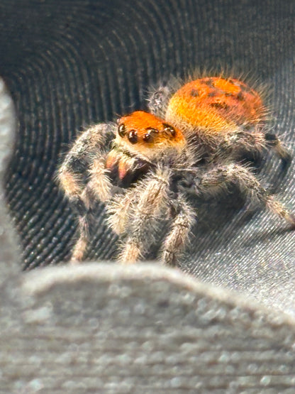 Phidippus Regius - JFR24