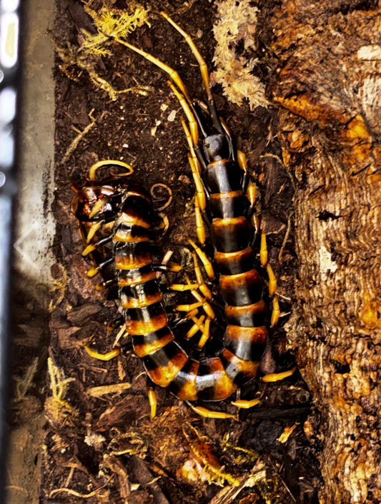 Scolopendra piceoflava