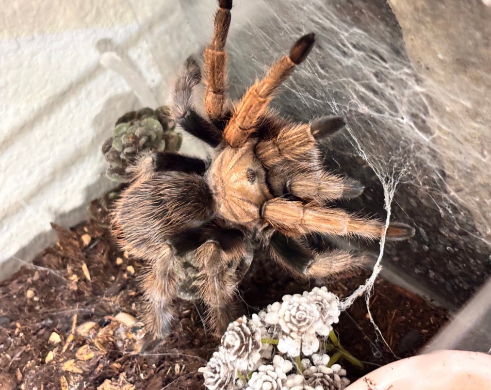 Aphonopelma chalcodes (Arizona Blonde)