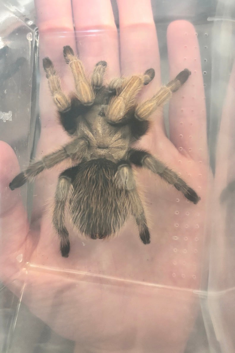 Aphonopelma chalcodes (Arizona Blonde)