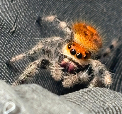 Phidippus Regius - JFR24