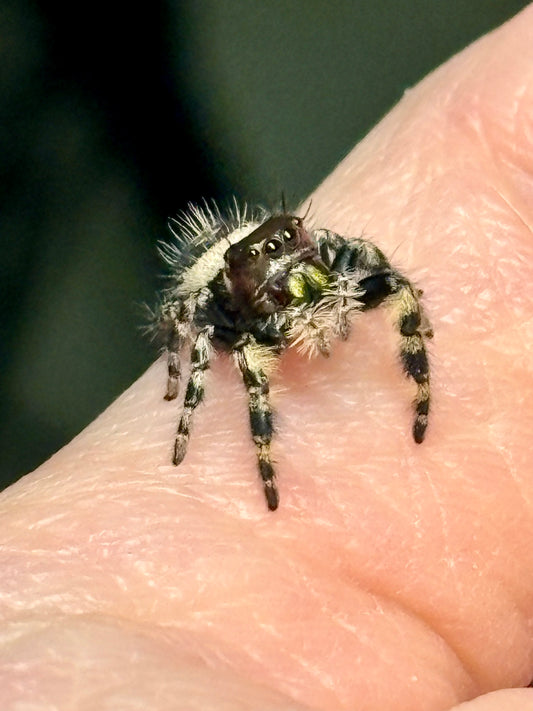 Phidippus Otiosus × Regius