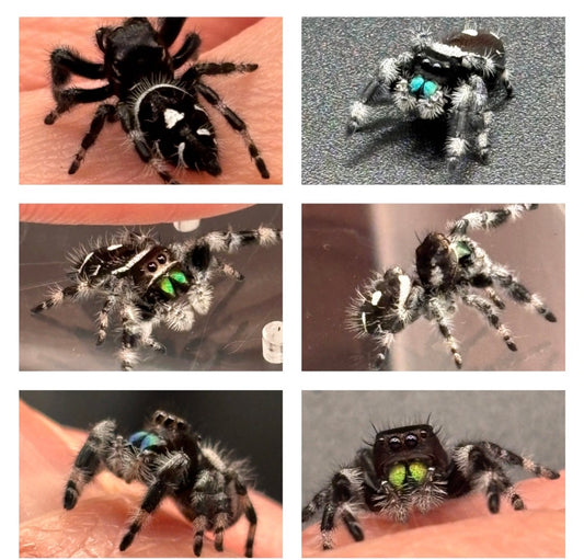 Breeders Choice Phidippus Regius Juvenile Male
