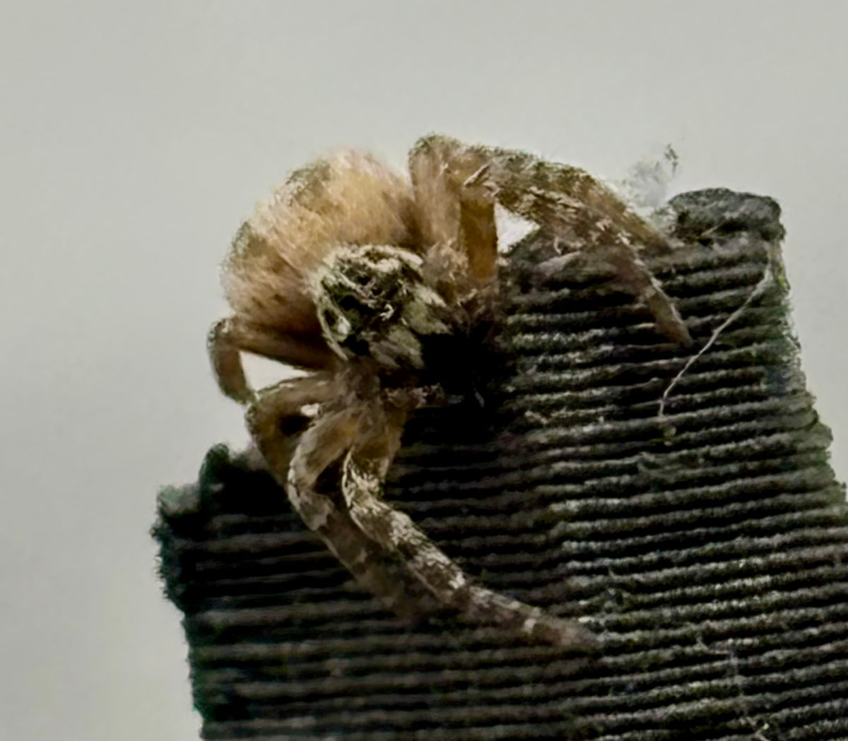 Stegodyphus lineatus | The Incredible Velvet Spider
