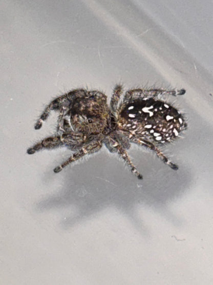 Phidippus Purpuratus Mature