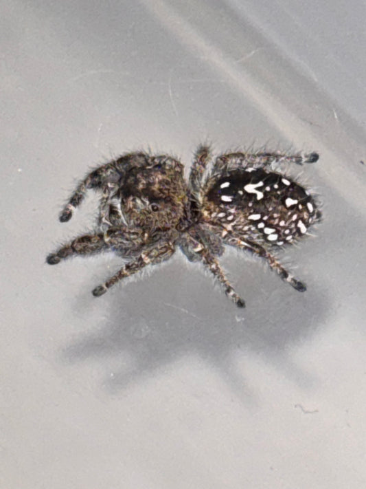 Phidippus Purpuratus Mature