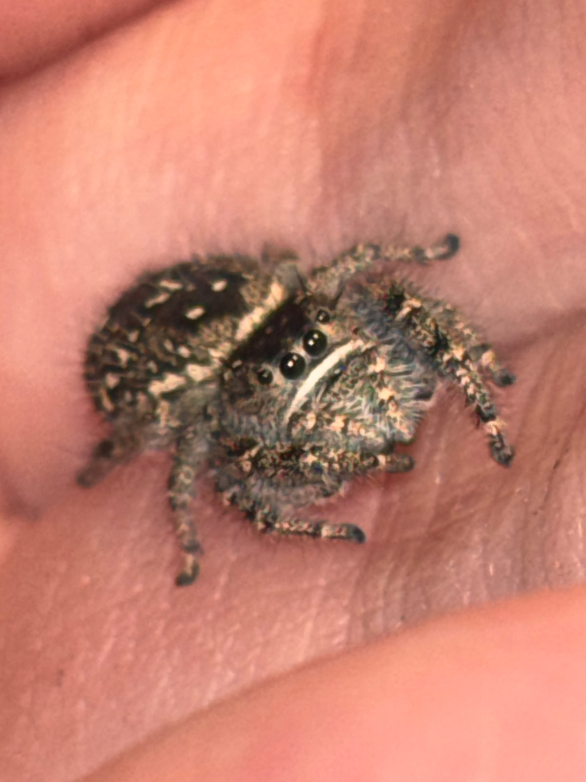 Phidippus Purpuratus Mature