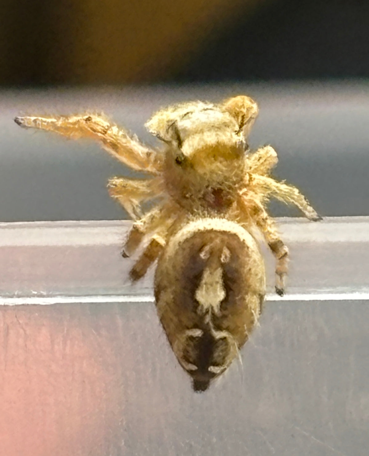 Breeder’s Choice Phidippus Arizonensis
