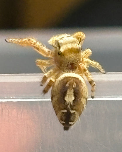 Breeder’s Choice Phidippus Arizonensis