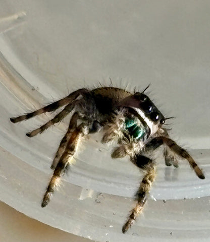 Phidippus Otiosus x Regius