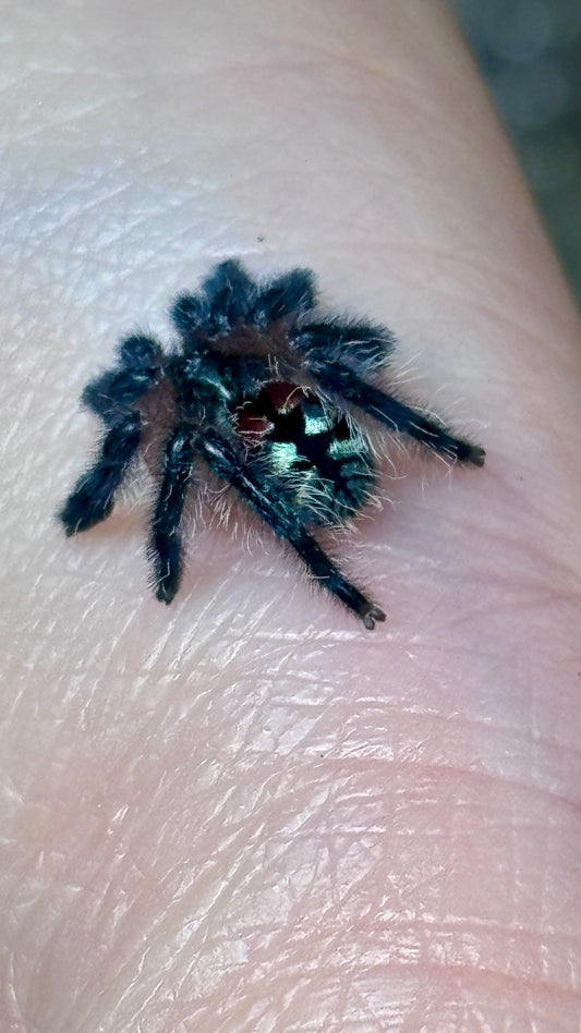 Typhochlaena seladonia – Brazilian Jewel Tarantula