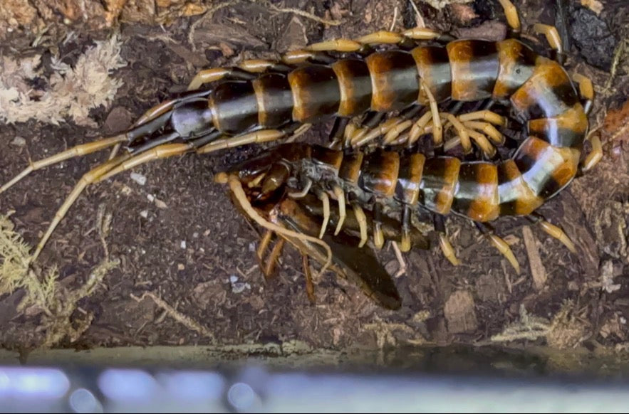 Scolopendra piceoflava