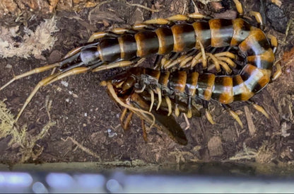 Scolopendra piceoflava