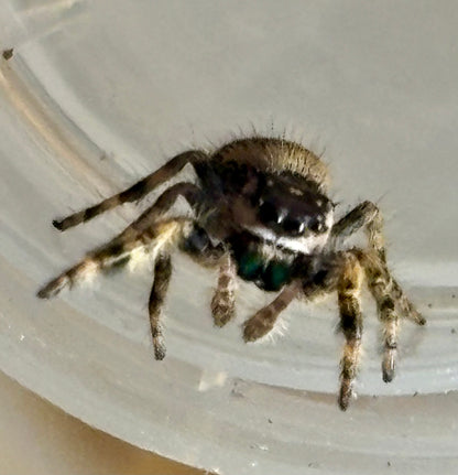 Phidippus Otiosus x Regius