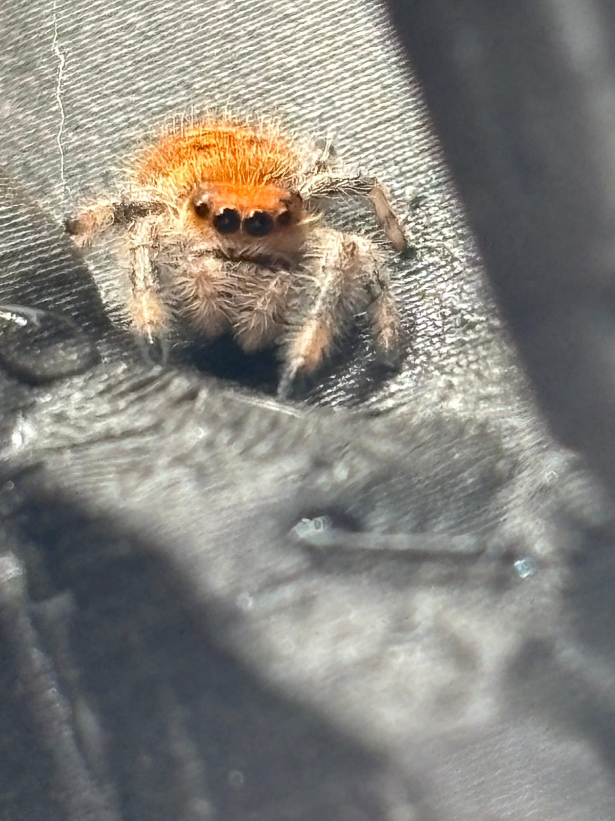 Phidippus Regius - JFR24