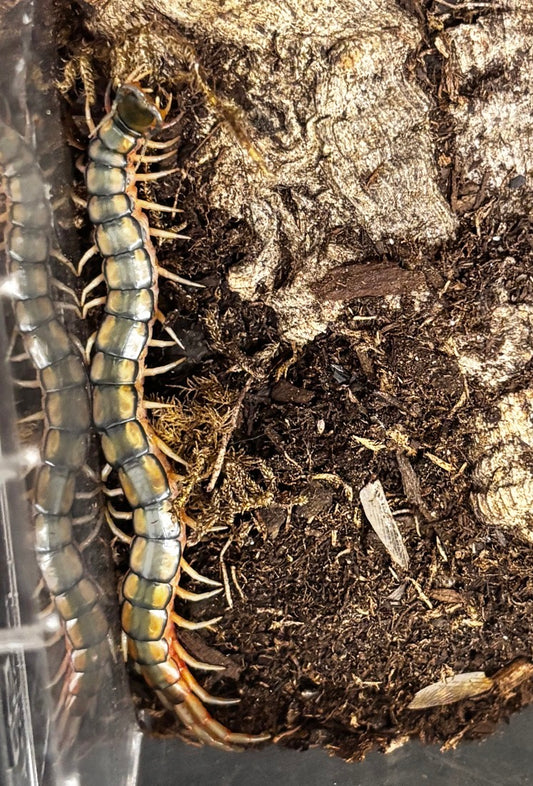 Scolopendra cingulata
