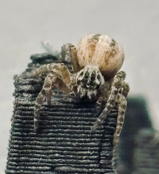 Stegodyphus lineatus | The Incredible Velvet Spider