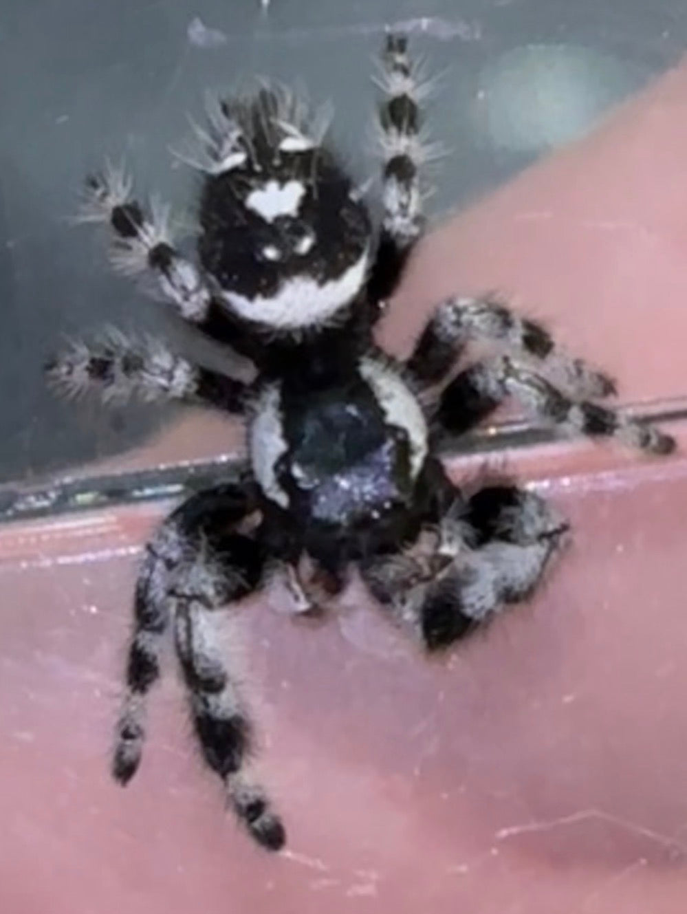 Phidippus regius × otiosus Hybrid