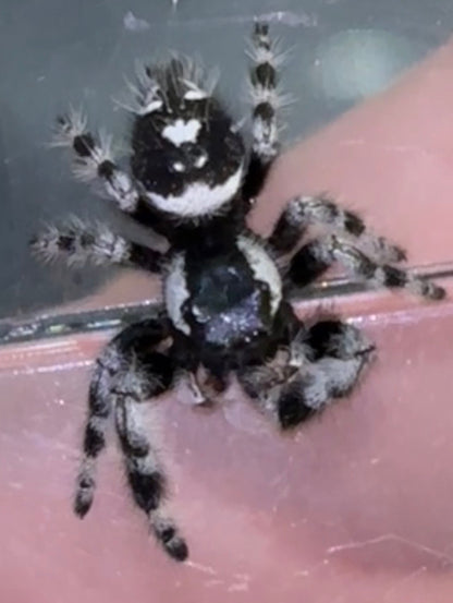 Phidippus regius × otiosus Hybrid