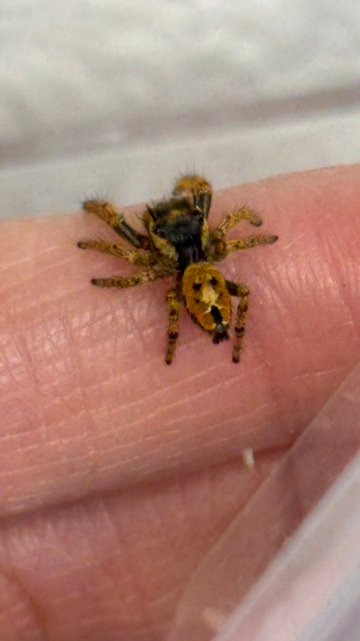 Breeder’s Choice Phidippus Arizonensis