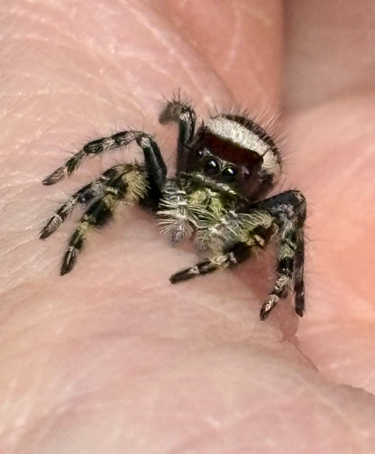 Phidippus Otiosus × Regius