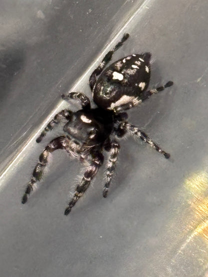 Phidippus Richmani