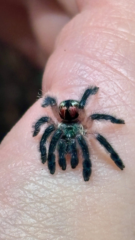 Typhochlaena seladonia – Brazilian Jewel Tarantula