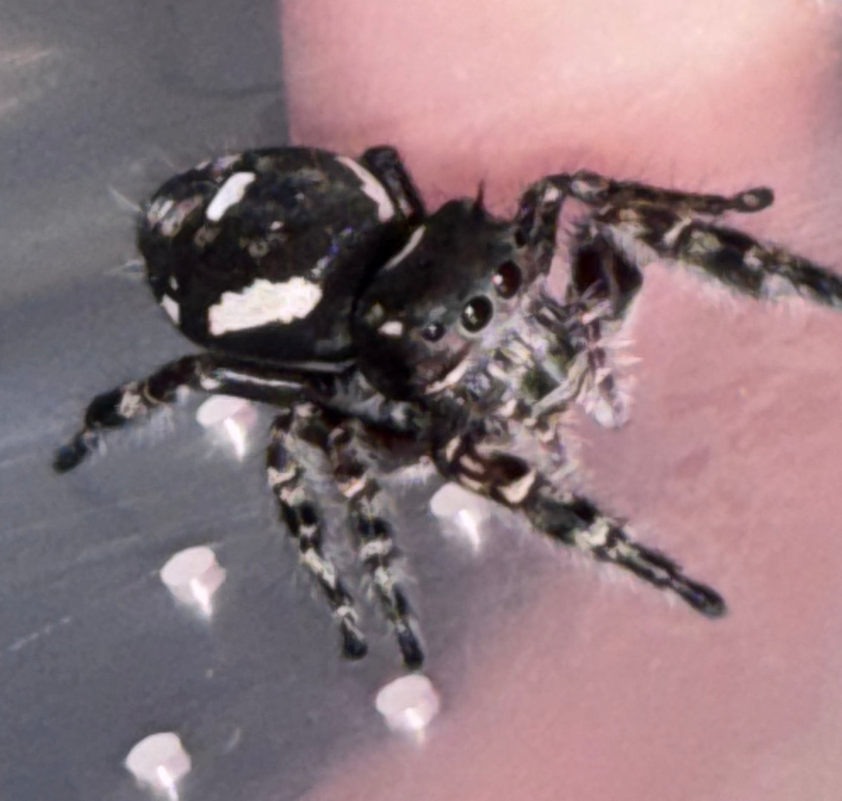 Phidippus Richmani